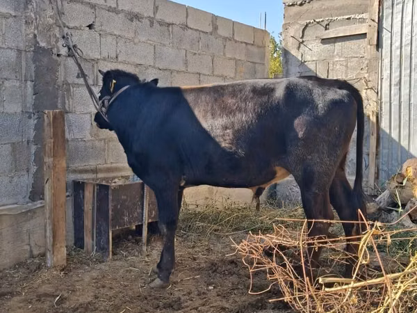 Bull, Swiss cattle — Kyrgyzstan