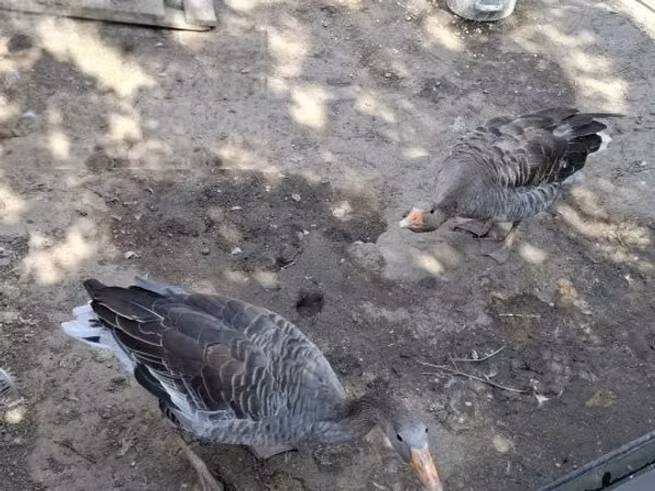 Geese — হাঙ্গেরি