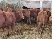 Bull, Simmental cattle — photo 4