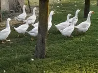 Geese — รูปภาพ 2