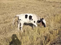 Bika, Russian Black pied cattle — 2. fotó