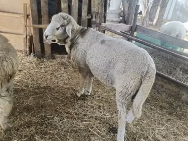 Kambing jantan, Suffolk sheep