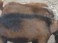 Caprone, Beetal goats — foto 5