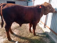 Bou, Bovine — foto 3