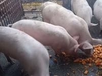 გომელი — ფოტო 1