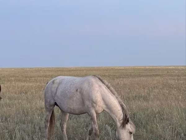 Mare, Horses — Kazakhstan