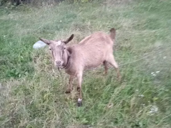 Sheep, Sheep — Moldova