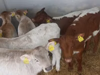 Βοοειδή (παρτίδα, φύλο μη καθορισμένο), Simmental cattle — φωτογραφία 2