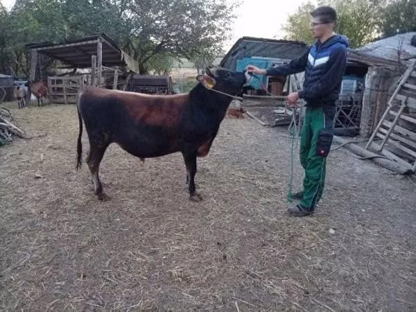 Говбуз, Порода Ҷерсей