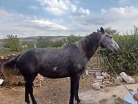 Mare, Horses — photo 4