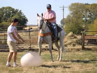 Horse (M), Quarter Horse — photo 8