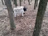 Widder, Dorper sheep — Foto 4