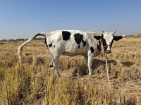 Bika, Russian Black pied cattle — 1. fotó
