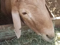 Ram, Arashan sheep — photo 4