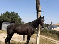 Aygır, Atlar — foto 4