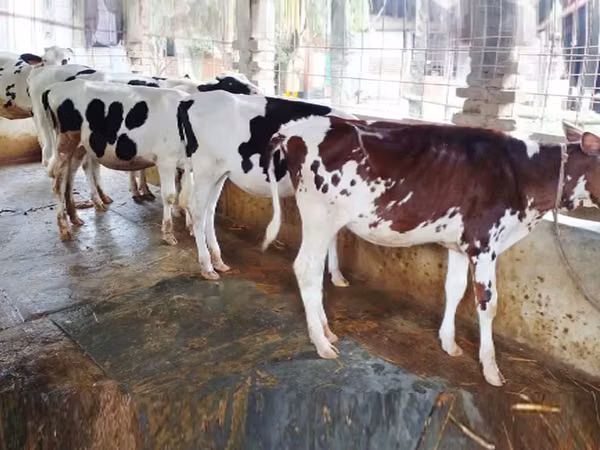 Vache, Bovins — Bangladesh