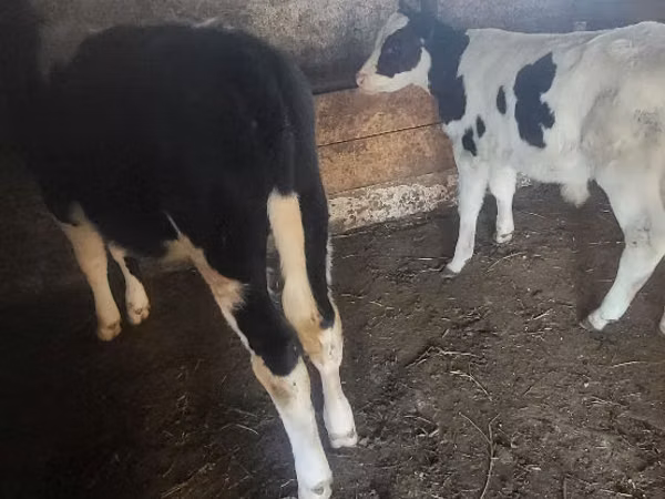 گاو نر, Russian Black pied cattle
