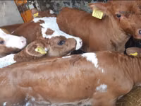 Bou, Simmental cattle — foto 3