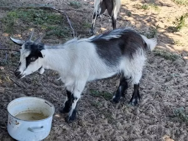 Kambing jantan, Goats — Hungary