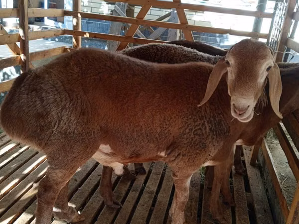 Sheep, Hissar sheep — Uzbekistan