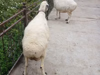 암양, 양 — 사진 2