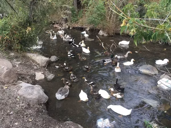Ducks — Armenia