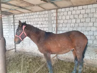 اسب نر, Kyrgyz Horse — عکس 6