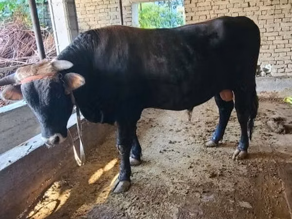 Bull, Cattle — Uzbekistan