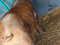 ஆண் பன்றி, பன்றிகள் — புகைப்படம் 3