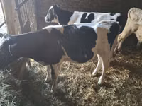 Bull, Holstein breed — photo 2