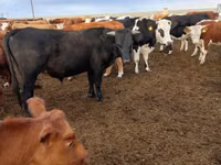 सांड, Swiss cattle — फ़ोटो 4