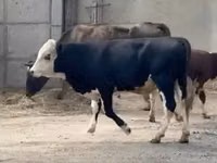 公牛, Kazakh White-headed cow — 照片 2