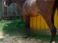 Fardo (xirmo, jins lama sheegin), Horses — sawirka 3