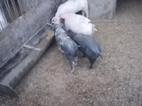 Babi (lot, jantina tidak dinyatakan), Pigs — foto 4