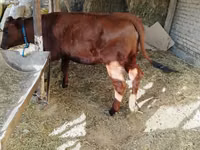 गाय, मवेशी — फ़ोटो 3