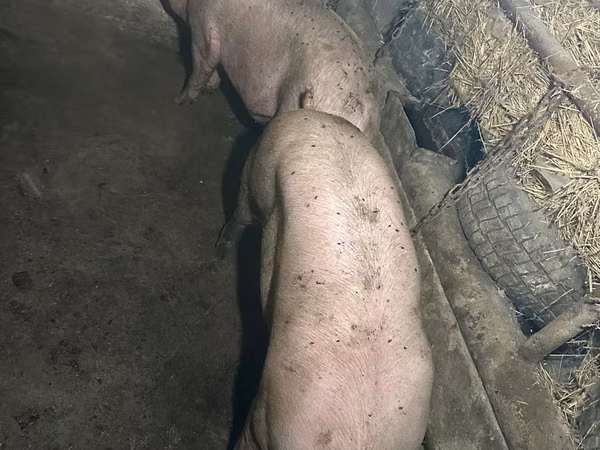 Boar, Pigs — Moldova