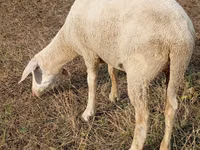 میش, Merino sheep — عکس 1