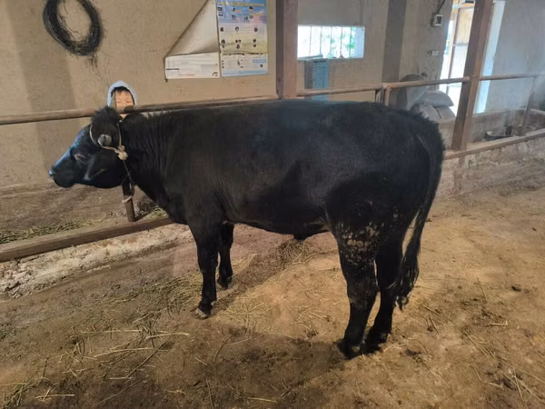 Toro, Aberdeen-Angus
