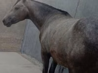 Horse (M), Horses — photo 2