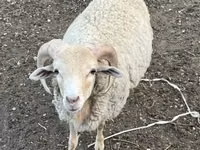 ஆண் ஆடு, Merino sheep — புகைப்படம் 1