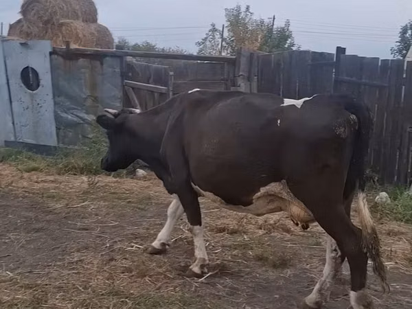 Cow, Russian Black pied cattle — Kazakhstan
