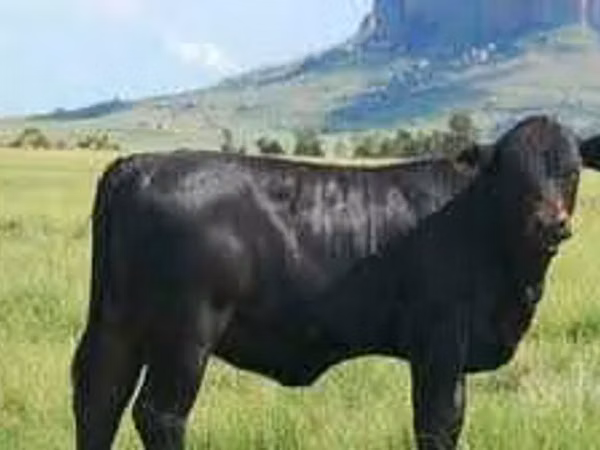 Bull, Aberdeen-Angus — Uzbekistan