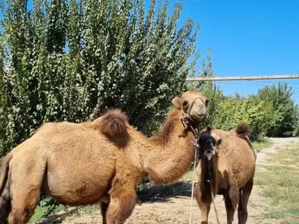 Camels (batch, sex not specified), Camels