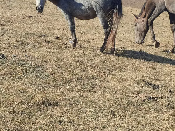 Kuda betina, Horses — Kazakhstan