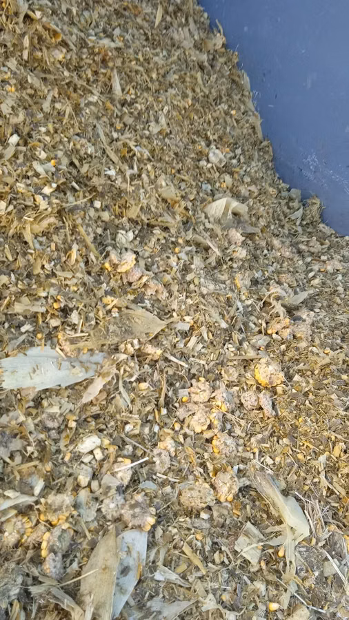 Кукурузный силос. 6.50 сом кг
