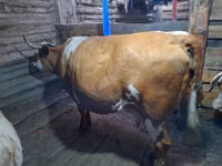 Cow, Swiss cattle — photo 3