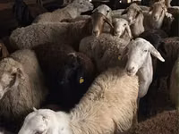 Kambing jantan, Sheep — foto 1