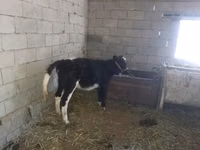 Krowa, Latvian Blue cattle — zdjęcie 4
