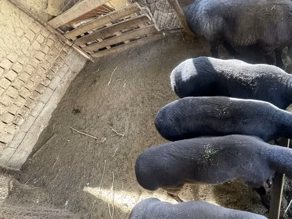 Ram, Sheep — Uzbekistan