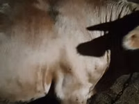 Toro, Simmental cattle — foto 2